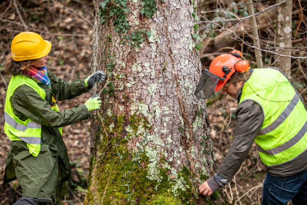 Professional Tree Care in Briar Chapel, NC