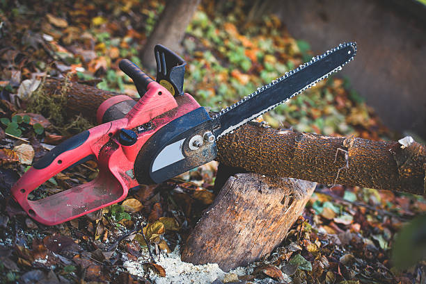 How Our Tree Care Process Works  in  Briar Chapel, NC